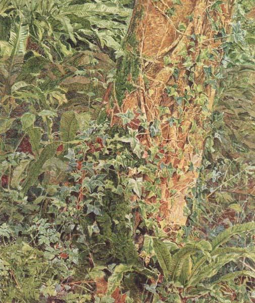 Albert Joseph Moore,ARWS Study of an Ash Trunk (mk46) Spain oil painting art